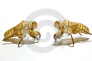 Shell of Cicada on white background