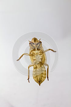 Shell of Cicada on white background