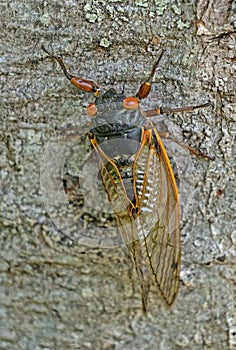 Shell of a Cicada sits on a tree trunk after being abandoned.