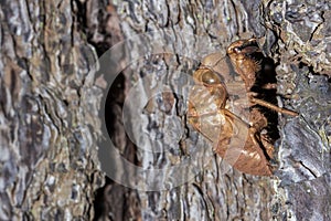 Shell of cicada in the trunk of the tree