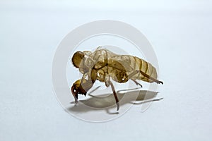 Shell of Cicada on white background