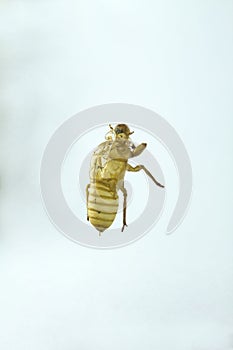 Shell of Cicada on white background