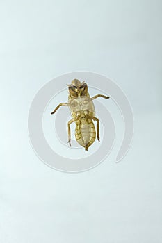 Shell of Cicada on white background