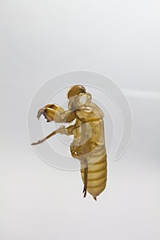 Shell of Cicada on white background