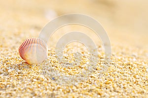 Shell on the sand at the beach