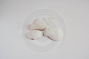 Shell cockleshell is isolated on white background, close up