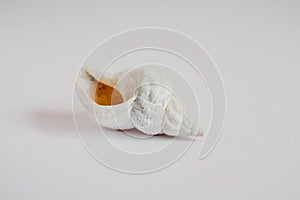 Shell cockleshell is isolated on white background, close up