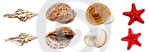 Shell Collection