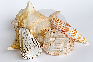Shell Collection photo