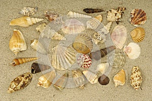 Shell collection in sand