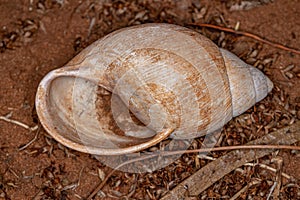 Shell of Common Land Snail
