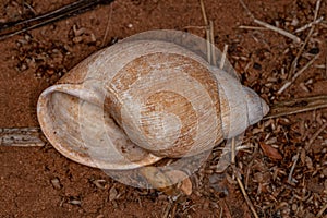 Shell of Common Land Snail