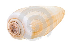 shell of conus snail isolated on white