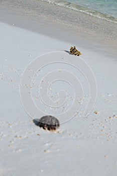 Shell and Coral