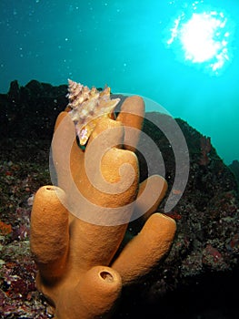 Shell on Coral