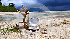 Shell and coral composition