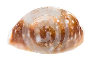 shell of cowry isolated on white