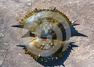 The shell of a crab thrown by a storm ashore at Brighton Beach, New York