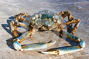 The shell of a crab thrown by a storm ashore at Brighton Beach, New York