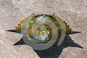 The shell of a crab thrown by a storm ashore at Brighton Beach, New York