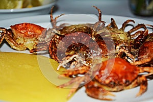 Shell crabs, close up