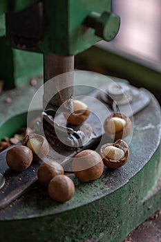 Shell cracker for cracking macadamia, open macadamia nut