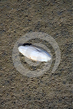 Shell (Cuttlebone) of the Cuttlefish (Sepia officinalis) during low Tide at North Sea,Germany photo