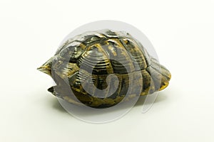 Shell of a dead turtle