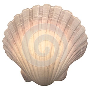 shell decoration natural top view beach summer sale promotion natural sea shell oyster decoration