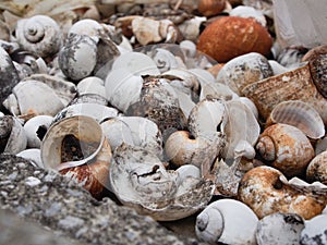 Shell died photo