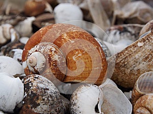 Shell died photo