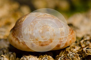 Shell of a dirty cowry.