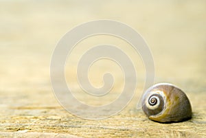 Shell on driftwood