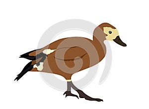 Shell duck vector illustration isolated on white background.