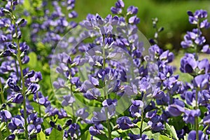 Shell dyer, Baptisia tinctoria