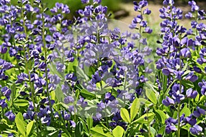 Shell dyer, Baptisia tinctoria