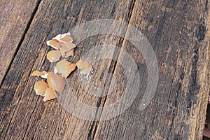 Shell of the egg on wooden table background