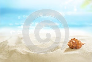 Shell on empty sandy beach.
