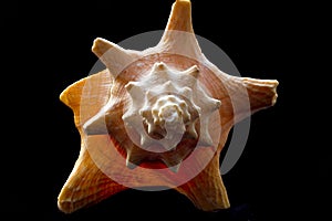 Shell End View