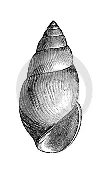 The shell engraved in the old book Meyers Lexicon, vol. 4, 1897, Leipzig photo