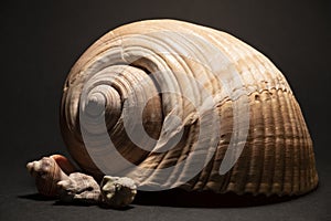 A shell family with Tonna Galea