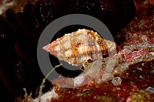 Shell fish aceh indonesia scuba diving