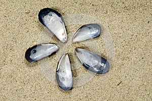 Shell flower on sand