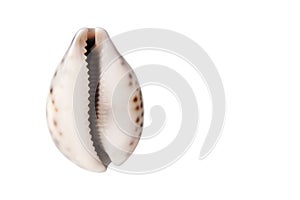 shell in the form of a vagina on a gray background. The concept of women's health, menstruation and menopause. Seashell photo