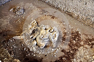 Shell Fossil