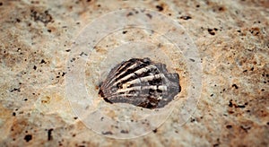 A shell fossil embedded in the stone