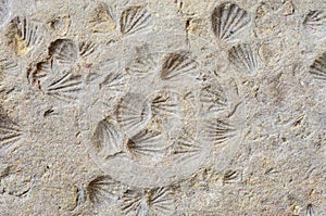 Shell Fossils