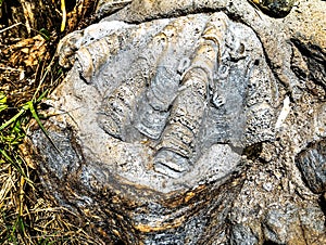 Shell fossils on rock