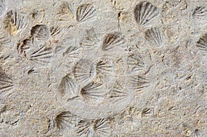 Shell Fossils photo