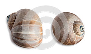 Shell of gastropod mollusk Cryptonatica janthostoma